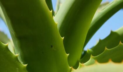 Top 8 benefits of Aloe Vera gel