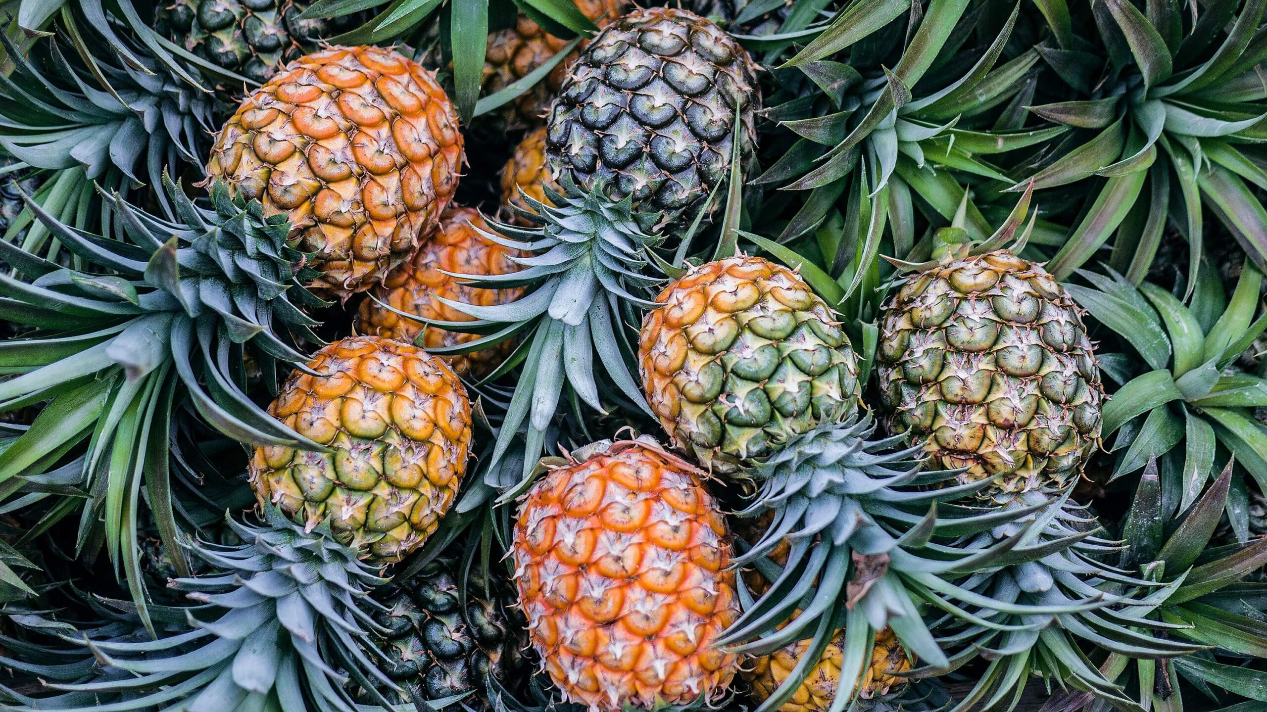 pineapple 1 scaled