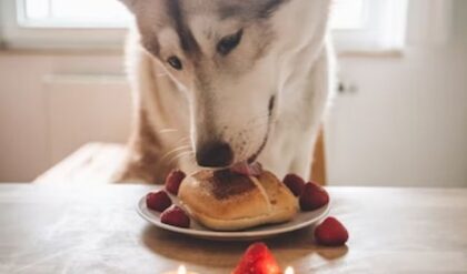 Top 5 dog foods to keep your pet healthy